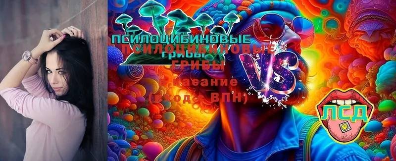 дарнет шоп  Жигулёвск  Псилоцибиновые грибы Cubensis 